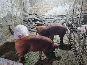 purcei si grasuni de vanzare  - imagine 4