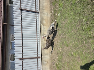 De vanzare familie de  curci!