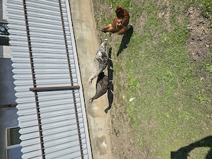 De vanzare familie de  curci! - imagine 2