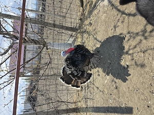 De vanzare familie de  curci! - imagine 3