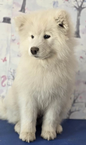 Pui Samoyed, fetita, in varsta de 3 luni, isi cauta familie iubitoare - imagine 2