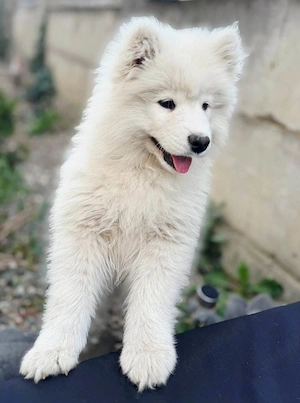 Pui Samoyed, fetita, in varsta de 3 luni, isi cauta familie iubitoare - imagine 4