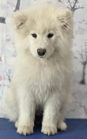 Pui Samoyed, fetita, in varsta de 3 luni, isi cauta familie iubitoare - imagine 3