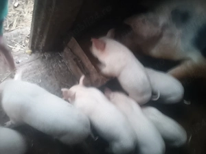 purcei de vanzare  - imagine 2