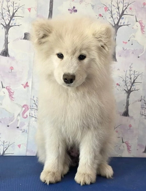 Pui Samoyed, fetita, in varsta de 3 luni, isi cauta familie iubitoare - imagine 5