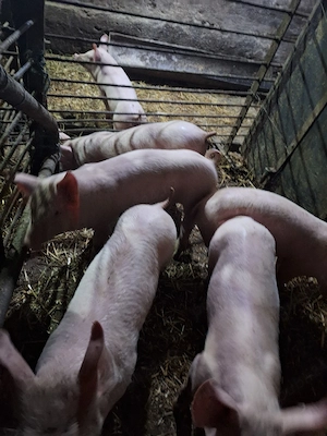 Vind purcei . - imagine 4