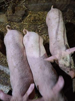 Vind purcei . - imagine 2