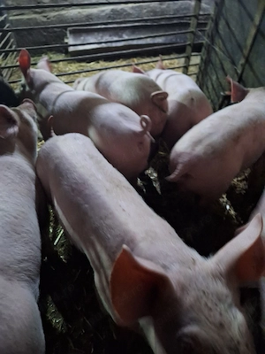 Vind purcei . - imagine 3