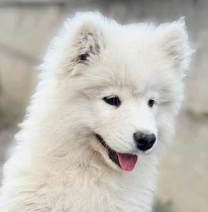 Pui Samoyed, fetita, in varsta de 3 luni, isi cauta familie iubitoare