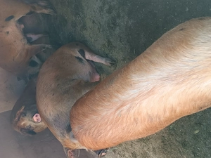 Porci din rasa duroc