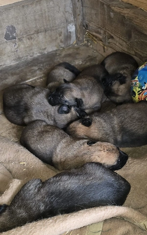 Pui Ciobanesc Belgian Malinois