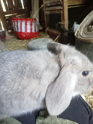 Iepure Berbec pitic  - imagine 3