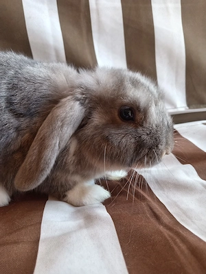 Iepure Berbec pitic  - imagine 4