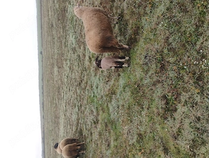 Vând Oi cu miei - imagine 3