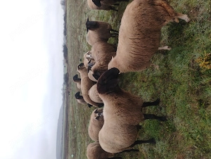 Vând Oi cu miei - imagine 5