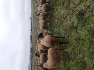 Vând Oi cu miei - imagine 2