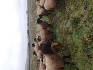 Vând Oi cu miei - imagine 4