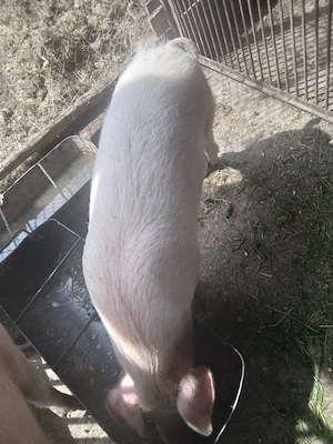 Grasuni rasa landras - imagine 3