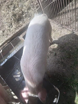 Grasuni rasa landras - imagine 2