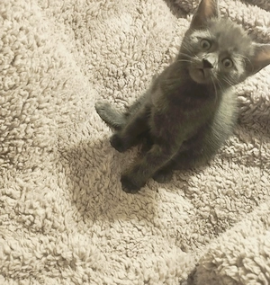 Zenith, printul albastru,  cauta Om