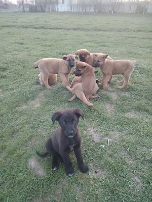 Căței de vânzare - Ciobanesc belgian  - imagine 4