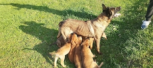 Căței de vânzare - Ciobanesc belgian 