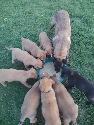 Căței de vânzare - Ciobanesc belgian  - imagine 2