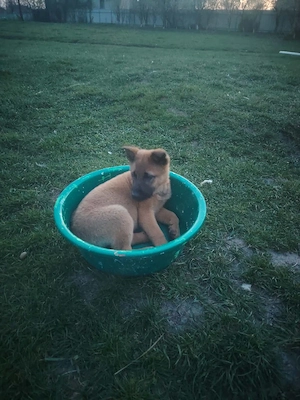 Căței de vânzare - Ciobanesc belgian  - imagine 3