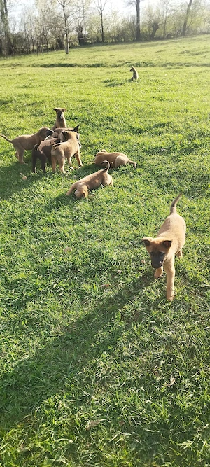 Căței de vânzare - Ciobanesc belgian  - imagine 5