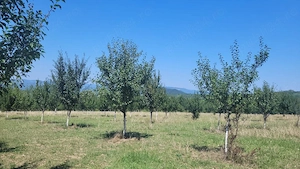 Proprietar vând 10 hectare teren extravilan - imagine 6