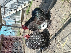 Pereche cochinchina pitic bobat pe negru