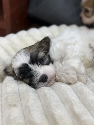 2 băieței Bitchon își caută căsuța  - imagine 2