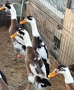 Oua de incubat de la rate Rouen, Pekin, Kaki Campbell, Cayuga si Alergatoare Indiene