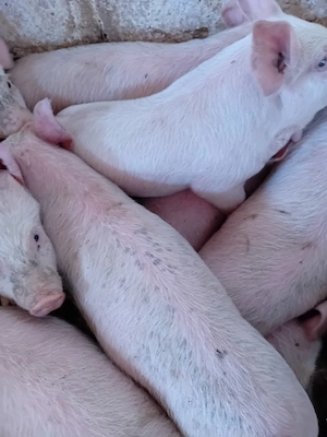 purcei 12 săptămâni 320 lei 