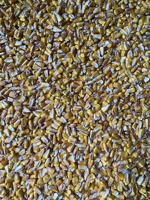 Vând porumb , cantitate 22-25 tone!!