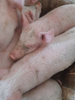 purcei 12 săptămâni 320 lei - imagine 3