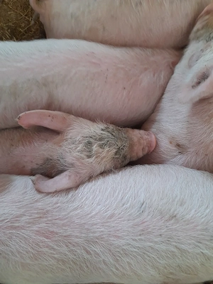 purcei 12 săptămâni 320 lei - imagine 2