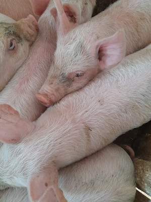 purcei 12 săptămâni 320 lei - imagine 4