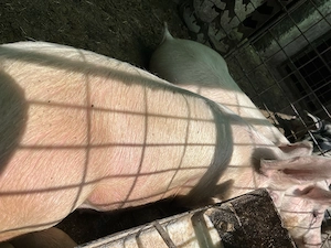 De vânzare două scroafe 