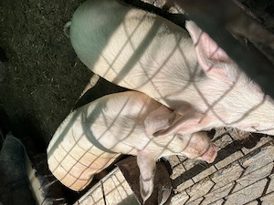 De vânzare două scroafe  - imagine 2