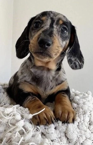 Teckel arlechin 1900 lei