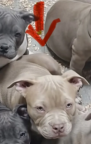 Vând American Bully Pocket - imagine 5