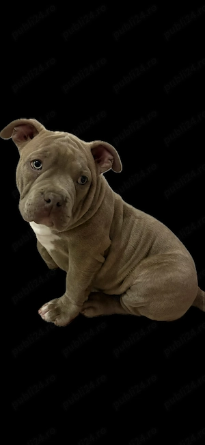 Vând American Bully Pocket - imagine 2