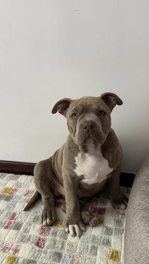 Vând American Bully Pocket - imagine 4