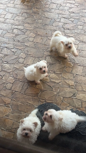 Vând pui Bichon Maltese - imagine 2