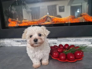 Vând pui Bichon Maltese - imagine 4