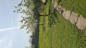 Vând teren intravilan îngrădit cartier Banu Maracine-Ford Carcea