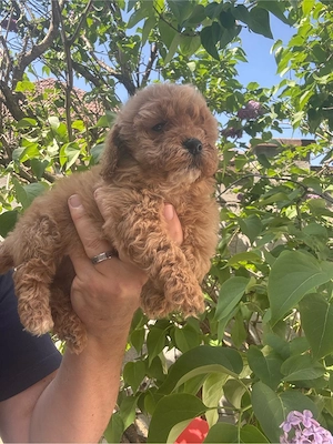 Maltipoo Toy Fetita  - imagine 3