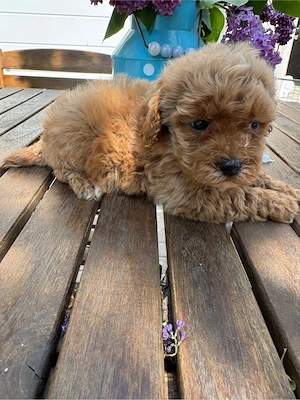 Maltipoo Toy Fetita  - imagine 4