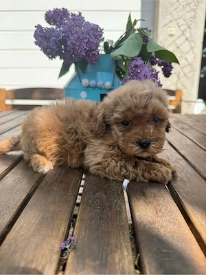 Maltipoo Toy Fetita  - imagine 2